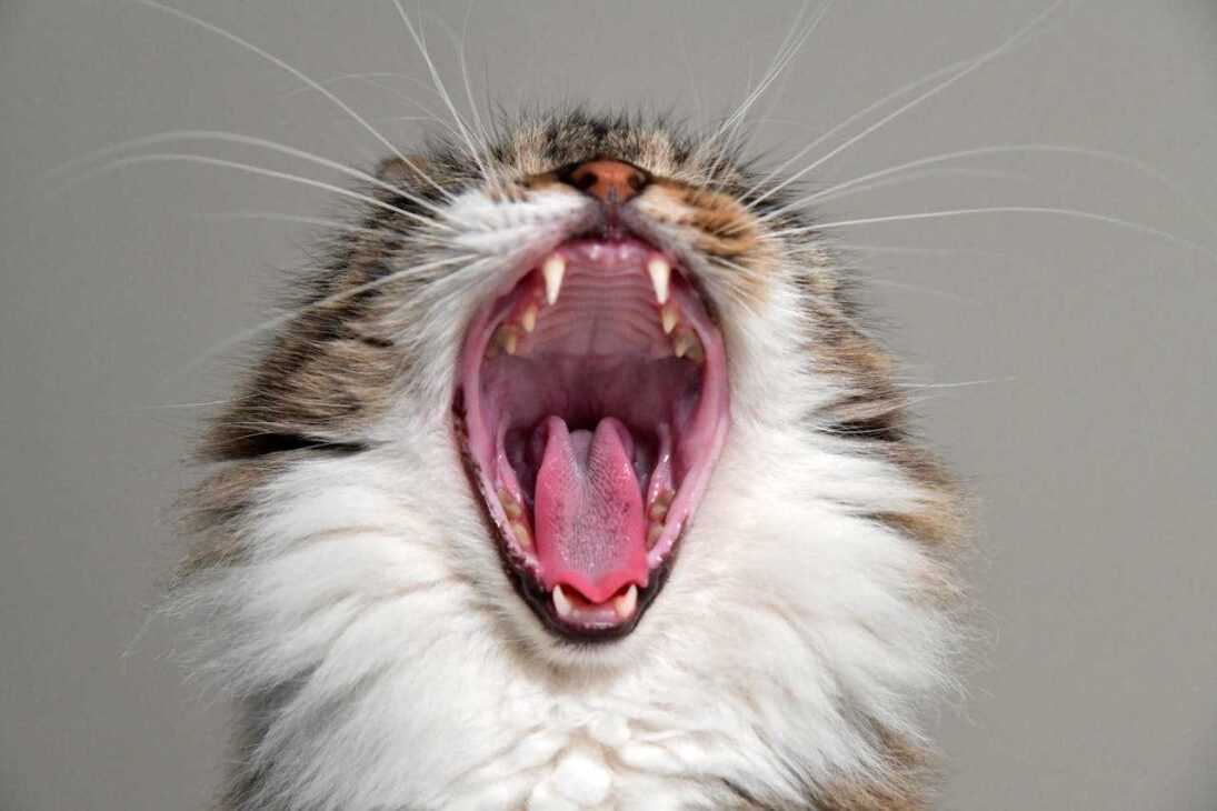 Cat Teeth Cleaning: 5 Shocking Tricks for Pearly Whites