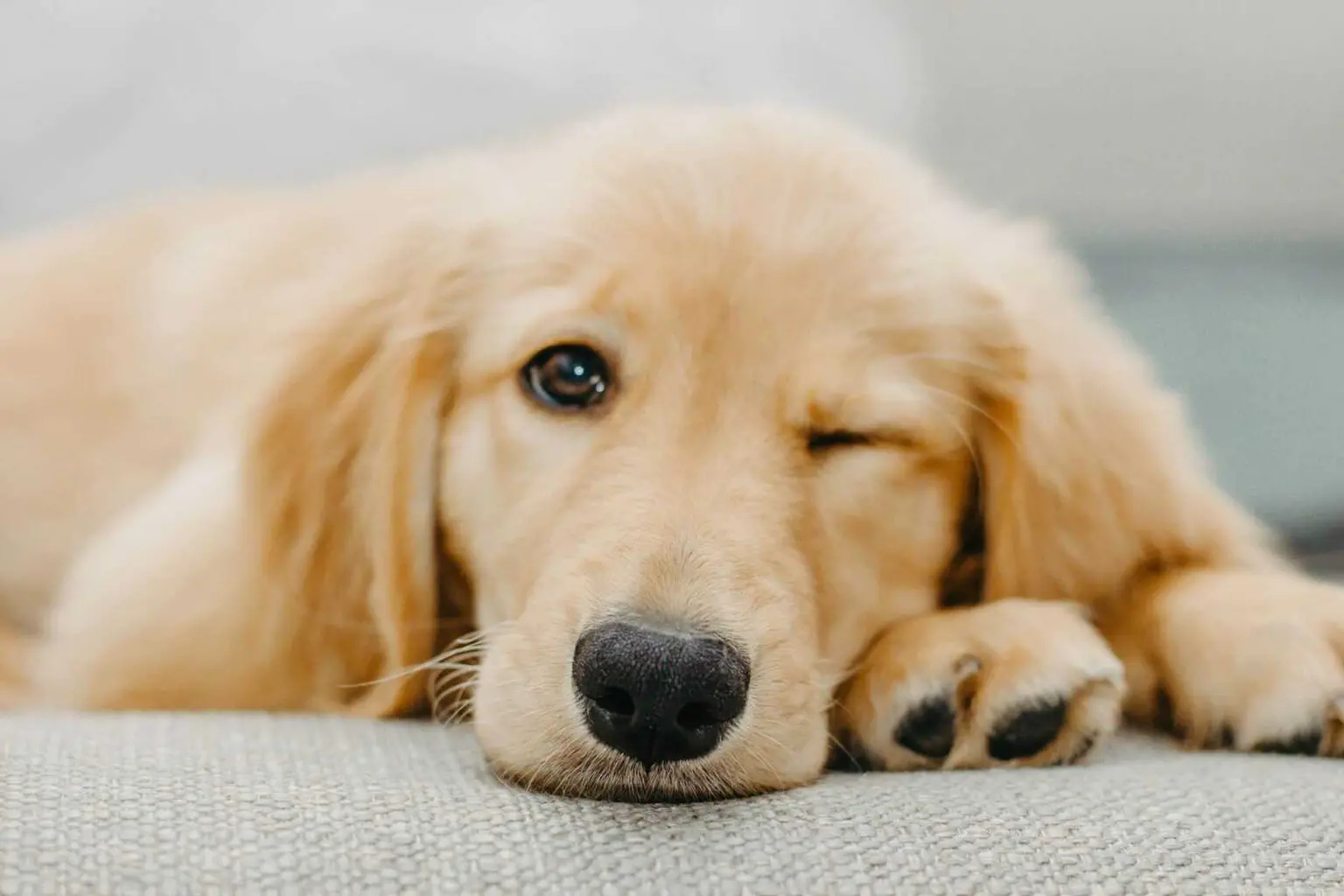 Why Do Dogs Make Funny Faces When They Sleep: 14 Astonishing Dog Face Facts Why Do Dogs Make Funny Faces When They Sleep: 14 Astonishing Dog Face Facts
