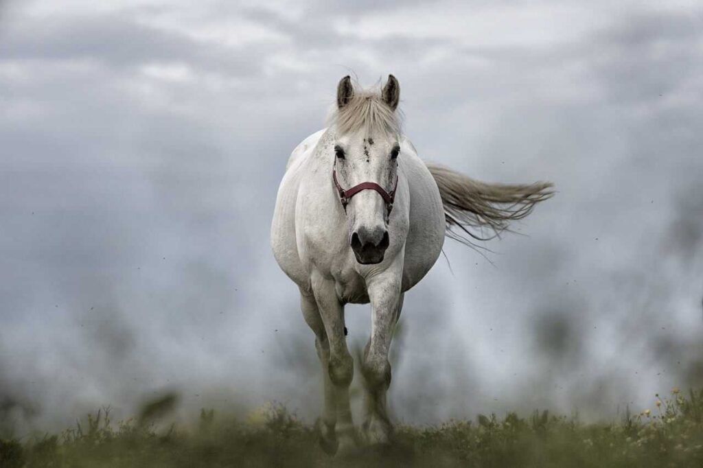Best Shedding Tools for Horses to Remove Winter Coat Safely