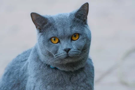 Feline Otitis Externa: Stop the Scratching! 5 Solutions for Cat Ear Relief (US) 2026 Feline Otitis Externa: Stop the Scratching! 5 Solutions for Cat Ear Relief (US) 2026