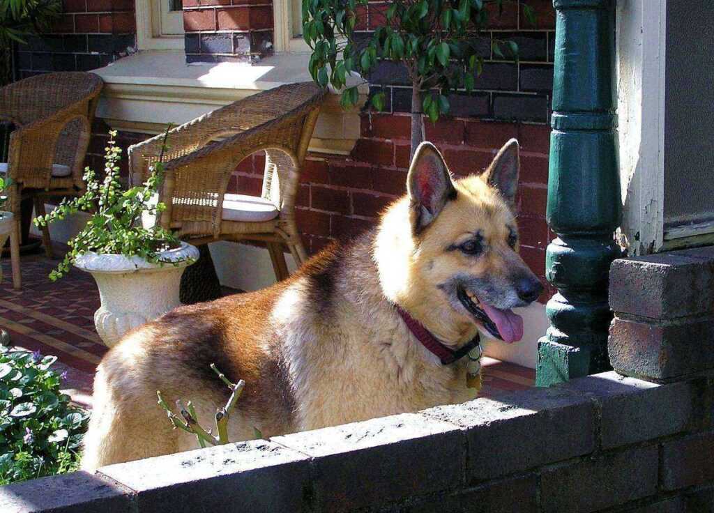 Are Alsatian Dogs Good With Kids? 7 Reasons They're Perfect for Your Family