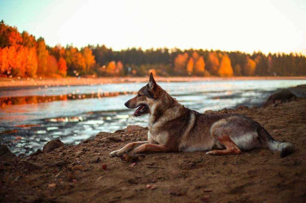 Are Alsatian Dogs Good With Kids? 7 Reasons They're Perfect for Your Family