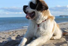 Majesty of Saint Bernards: From No 1 Adorable Puppies to Lifesaving Heroes