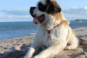 Majesty Of Saint Bernards: From No. 1 Adorable Puppies to Lifesaving Heroes 2026