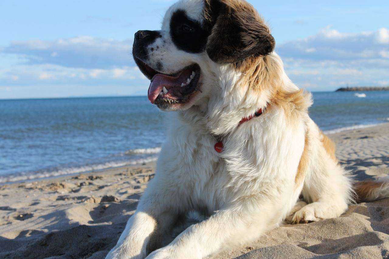 Majesty of Saint Bernards: From No 1 Adorable Puppies to Lifesaving Heroes