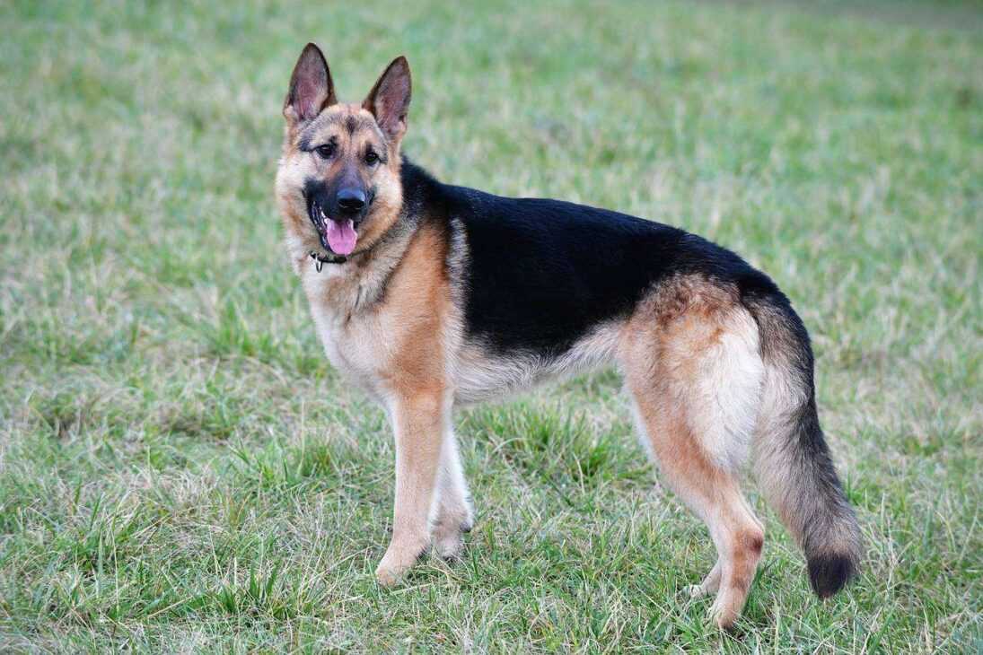 The Perfect Family Dog? 7 Reasons Why an Alsatian is Perfect for You!