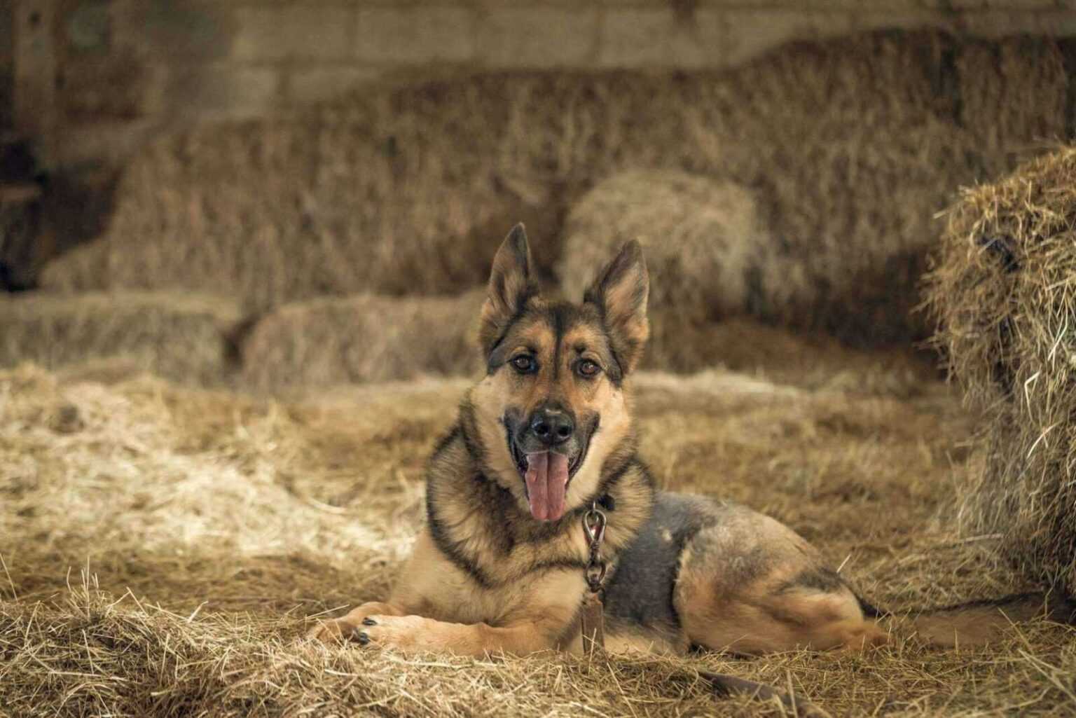 Are Alsatian Dogs Good With Kids? 7 Reasons They’re Perfect for Your Family Are Alsatian Dogs Good With Kids? 7 Reasons They're Perfect for Your Family