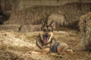 Are Alsatian Dogs Good With Kids? 7 Reasons They're Perfect for Your Family