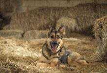 The Perfect Family Dog? 7 Reasons Why an Alsatian is Perfect for You!