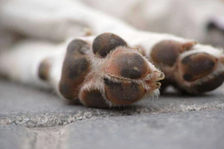 Paws and Claws: Comprehensive Pet Paw Care for Your Beloved Pets Paws and Claws: Comprehensive Pet Paw Care for Your Beloved Pets