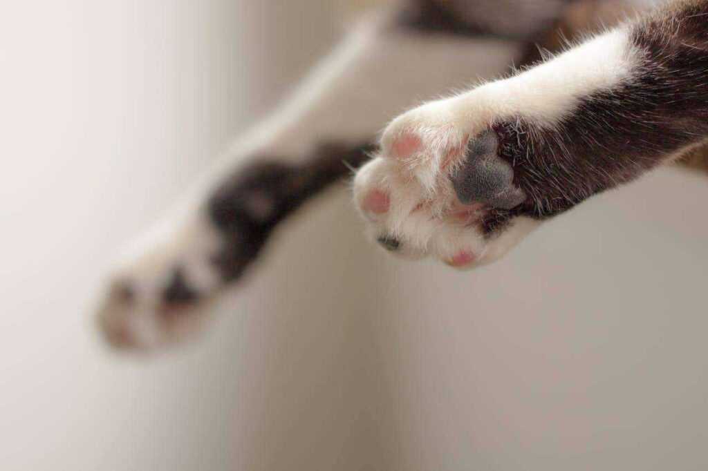 Paws and Claws: Comprehensive Pet Paw Care for Your Beloved Pets