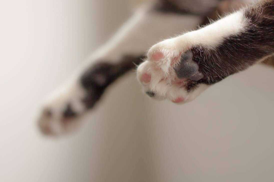Paws and Claws: Comprehensive Paw Care for Your Beloved Pets