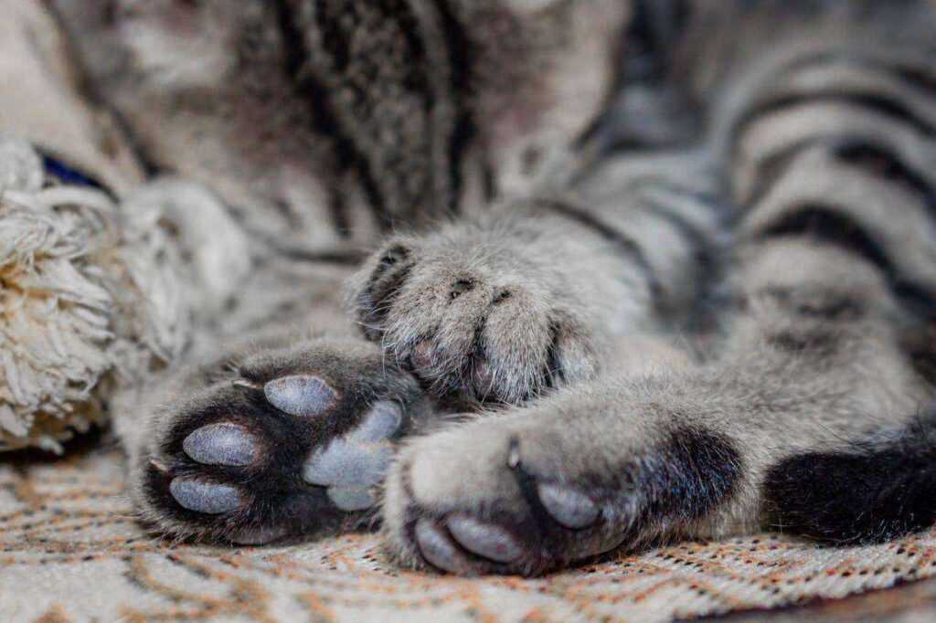 Paws and Claws: Comprehensive Pet Paw Care for Your Beloved Pets