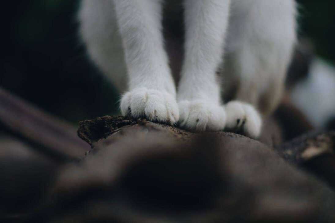 Paws and Claws: Comprehensive Paw Care for Your Beloved Pets