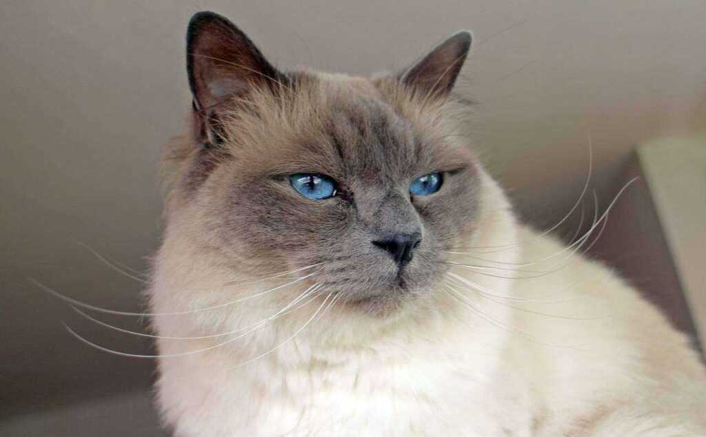 Unlock Birman Cats Magic: 5 Care Essentials for Your Feline Friend 2026