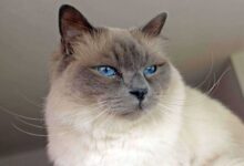 Unlock Birman Magic: 5 Care Essentials for Your Feline Friend!