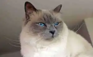 Unlock Birman Cats Magic: 5 Care Essentials for Your Feline Friend 2026