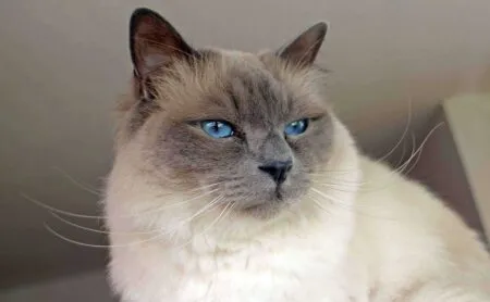 Unlock Birman Cats Magic: 5 Care Essentials for Your Feline Friend 2026