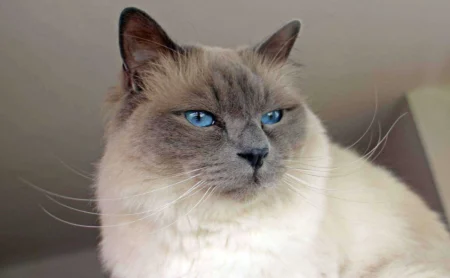 Unlock Birman Cats Magic: 5 Care Essentials for Your Feline Friend 2026 Unlock Birman Cats Magic: 5 Care Essentials for Your Feline Friend 2026