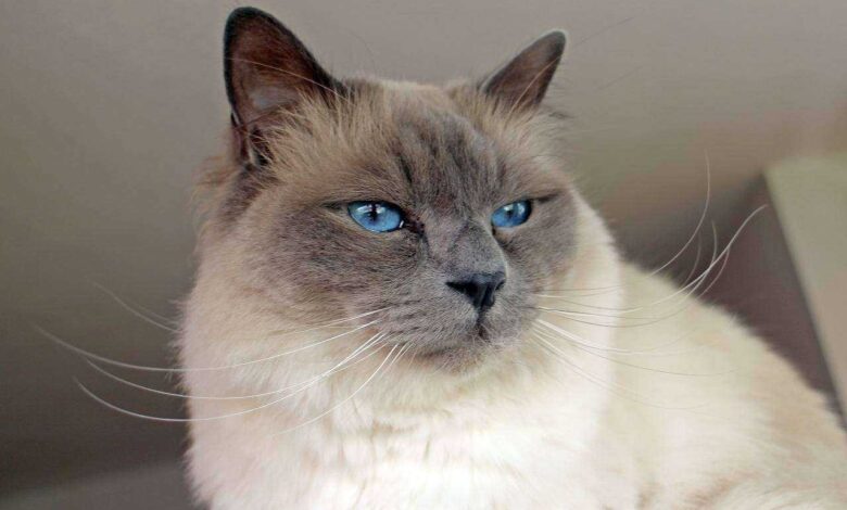 Unlock Birman Magic: 5 Care Essentials for Your Feline Friend!