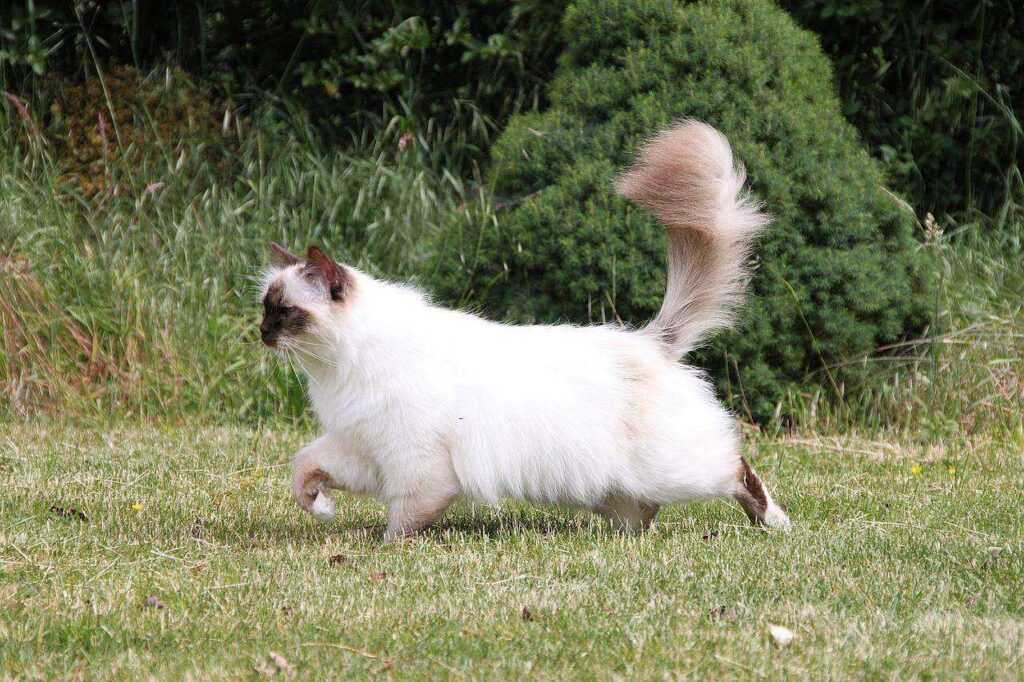 Unlock Birman Cats Magic: 5 Care Essentials for Your Feline Friend 2026
