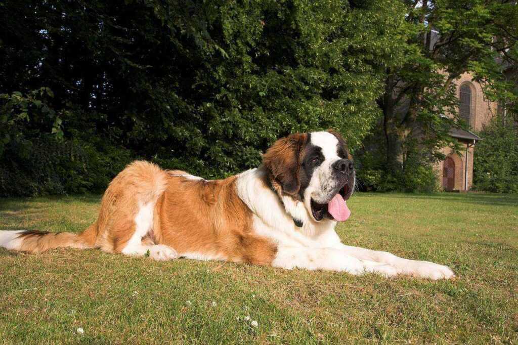Majesty Of Saint Bernards: From No. 1 Adorable Puppies to Lifesaving Heroes 2026