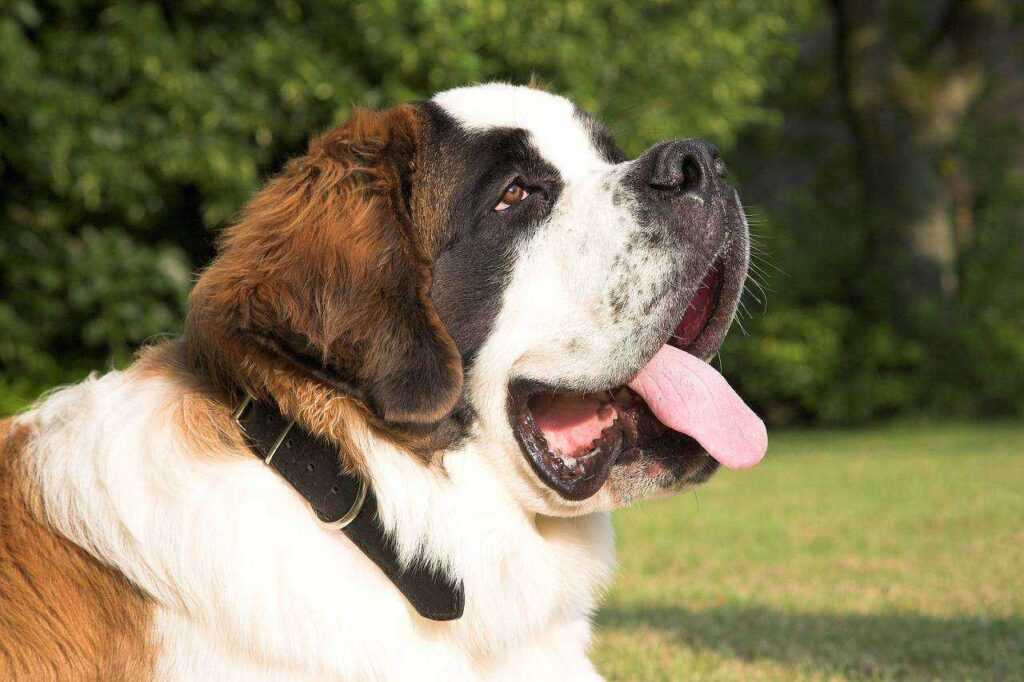 Majesty Of Saint Bernards: From No. 1 Adorable Puppies to Lifesaving Heroes 2026