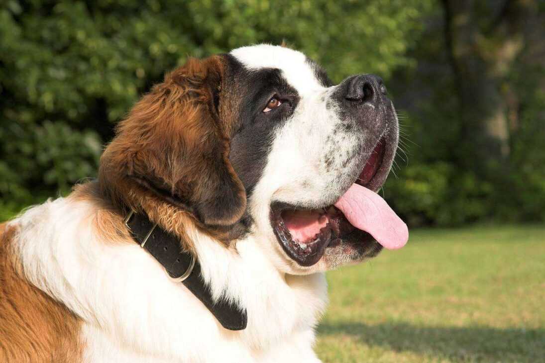 Majesty of Saint Bernards: From No 1 Adorable Puppies to Lifesaving Heroes