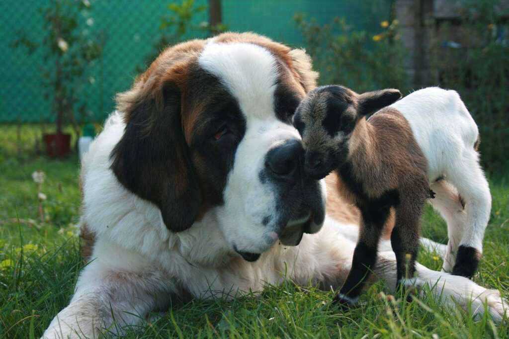 Majesty Of Saint Bernards: From No. 1 Adorable Puppies to Lifesaving Heroes 2026