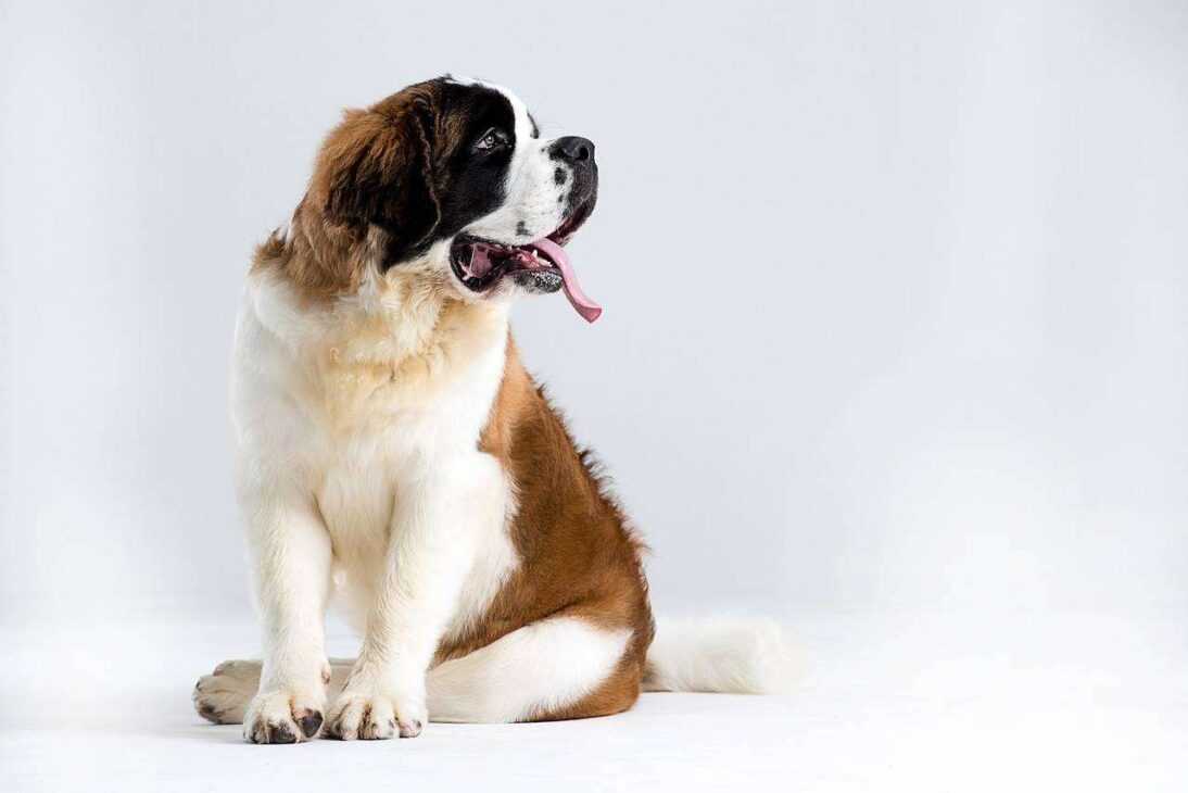 Majesty of Saint Bernards: From No 1 Adorable Puppies to Lifesaving Heroes

