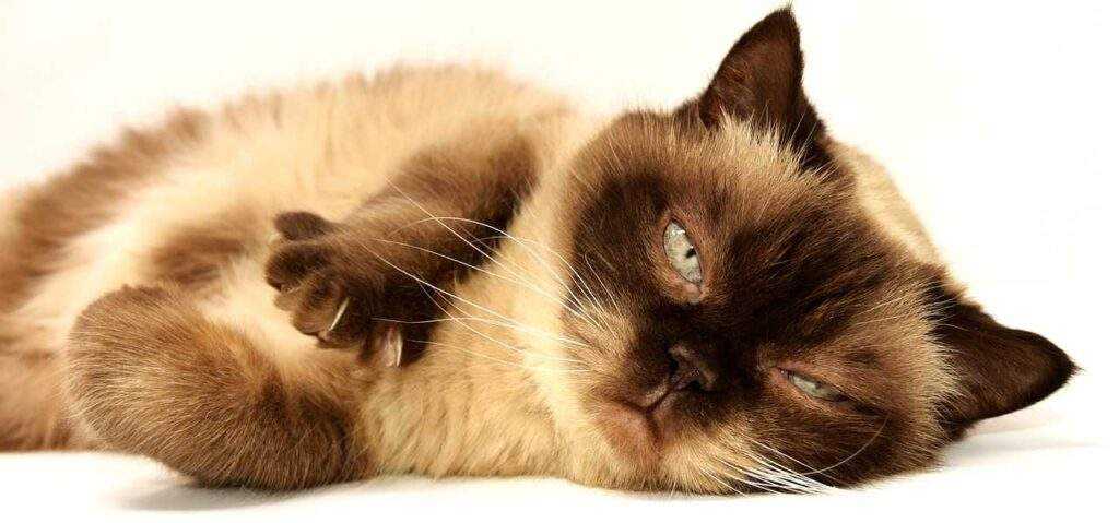 Feline Otitis Externa: Stop the Scratching! 5 Solutions for Cat Ear Relief (US) 2026