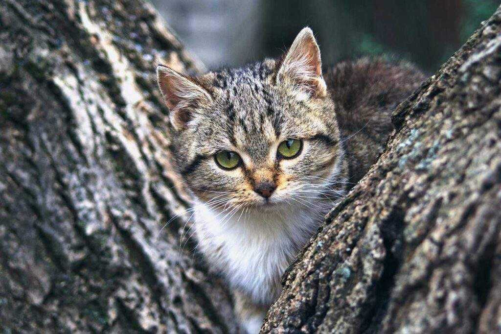 Feline Otitis Externa: Stop the Scratching! 5 Solutions for Cat Ear Relief (US) 2026