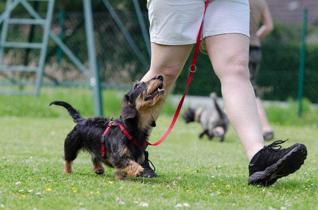 Charlotte Dog Club: Unleash the Epic Fun! 7 Unmissable Events in 2026