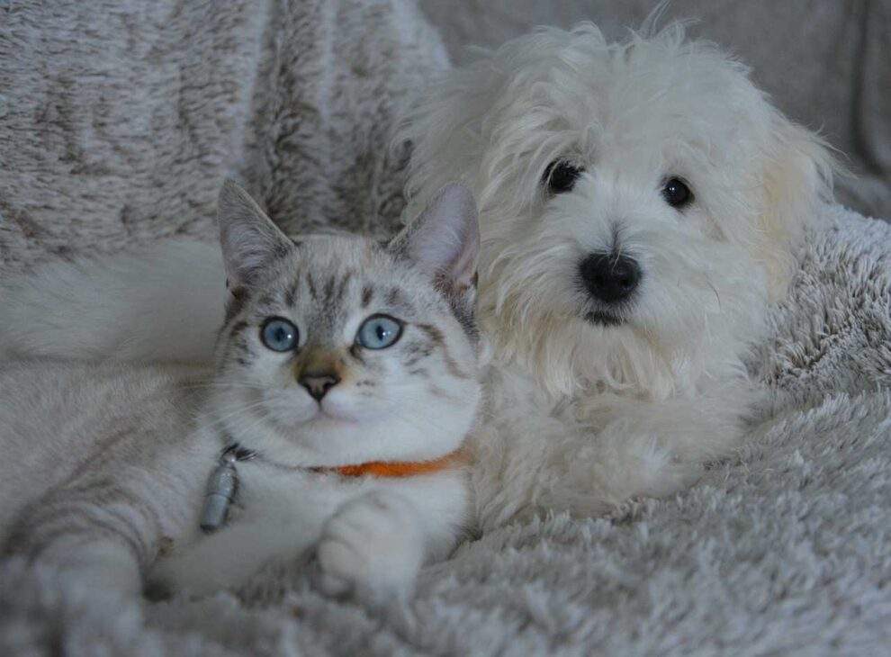 New Pet, No Worries! 7 Essential Steps for a Smooth Dog or Cat Welcome