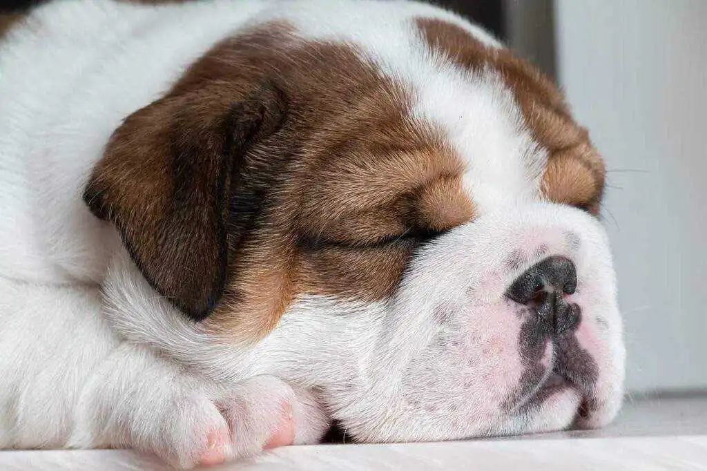 Dog Joint Health: 9 Proven Ways to Beat Dog Obesity in 2026
