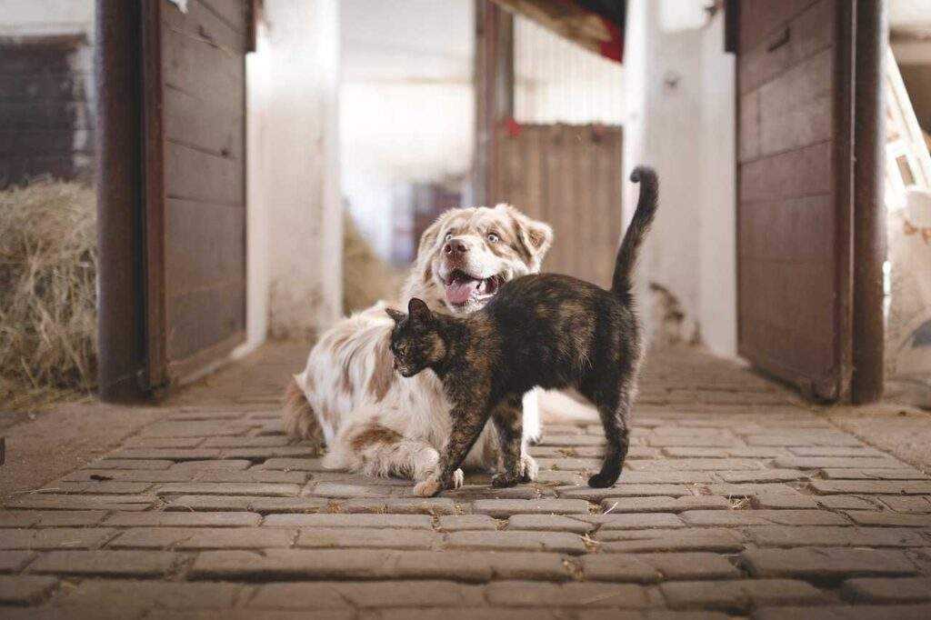 New Pet, No Worries! 10 Essential Steps for a Smooth Dog or Cat Welcome New Pet, No Worries! 7 Essential Steps for a Smooth Dog or Cat Welcome