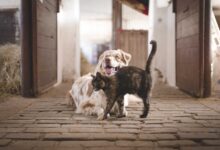 New Pet, No Worries! 7 Essential Steps for a Smooth Dog or Cat Welcome