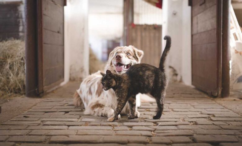 New Pet, No Worries! 7 Essential Steps for a Smooth Dog or Cat Welcome