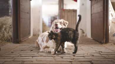 New Pet, No Worries! 7 Essential Steps for a Smooth Dog or Cat Welcome