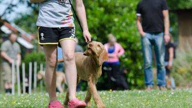 Charlotte Dog Club: Unleash the Epic Fun! 3 Unmissable Events
