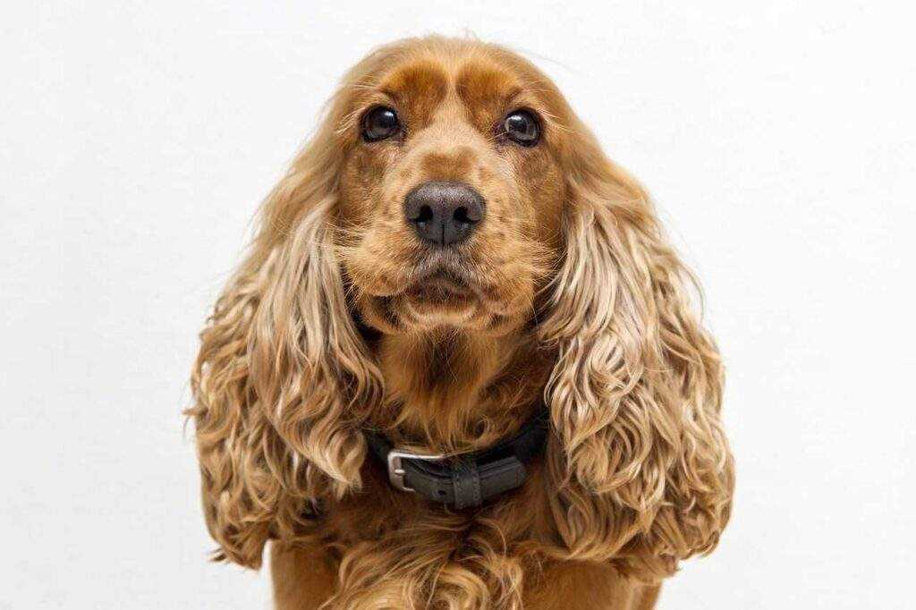 Emergency Veterinary Care: Critical Deworming Signs That Require Immediate Professional Treatment