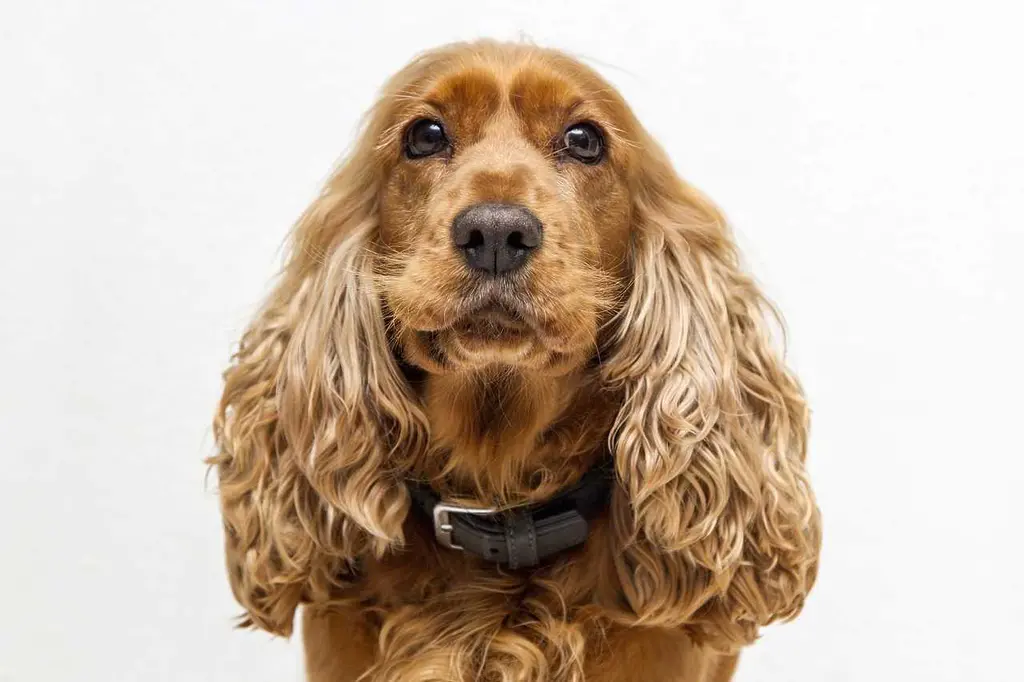 Emergency Veterinary Care: Critical Deworming Signs That Require Immediate Professional Treatment