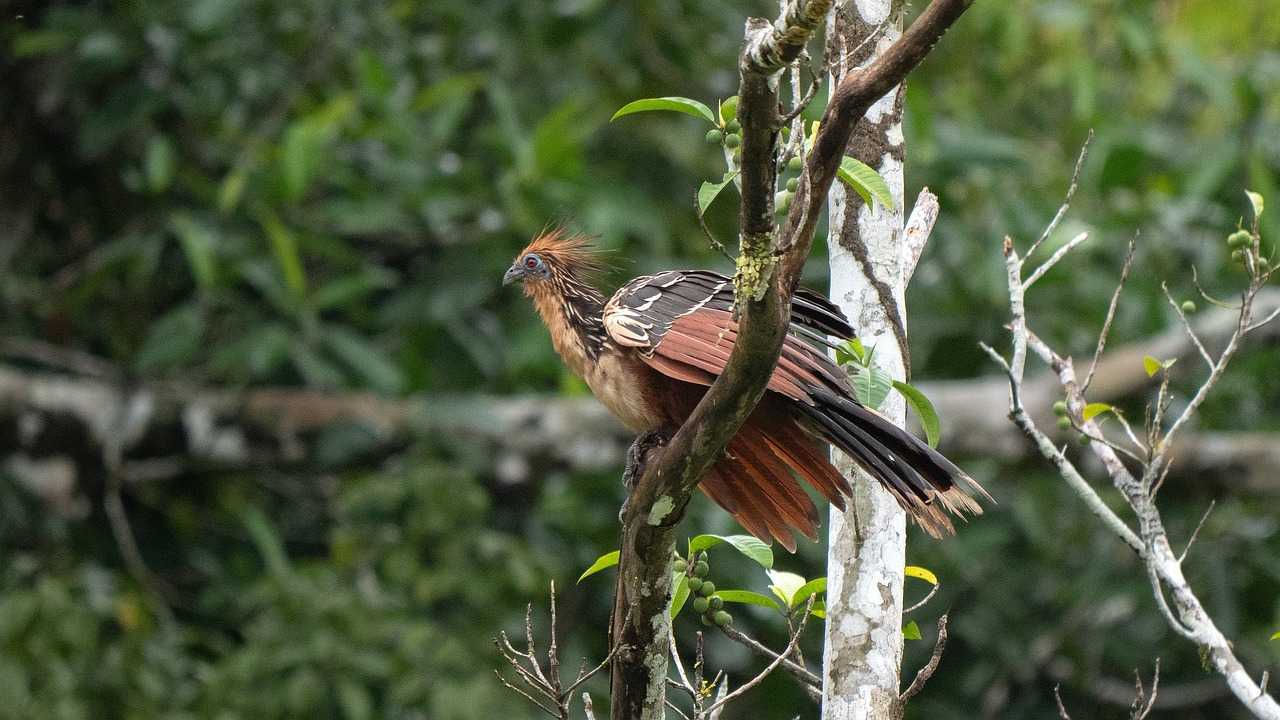 20 Amazing Bird Species You Didn't Know Existed