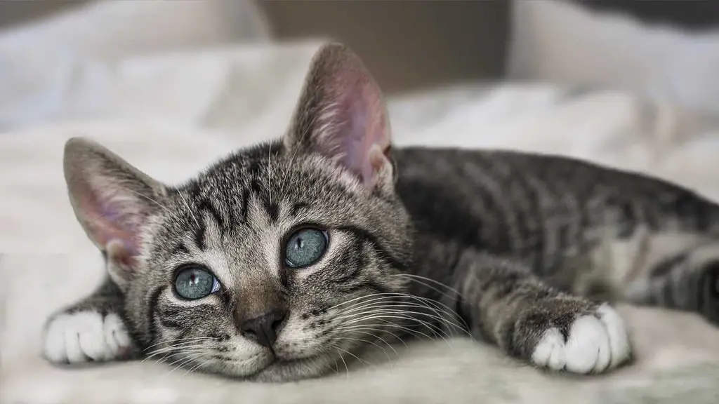 Feline Otitis Externa: Stop the Scratching! 5 Solutions for Cat Ear Relief (US) 2026