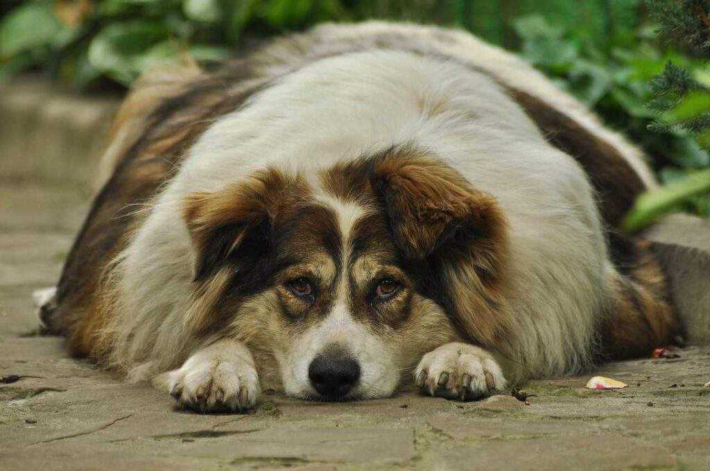 Dog Joint Health: 9 Proven Ways to Beat Dog Obesity in 2026