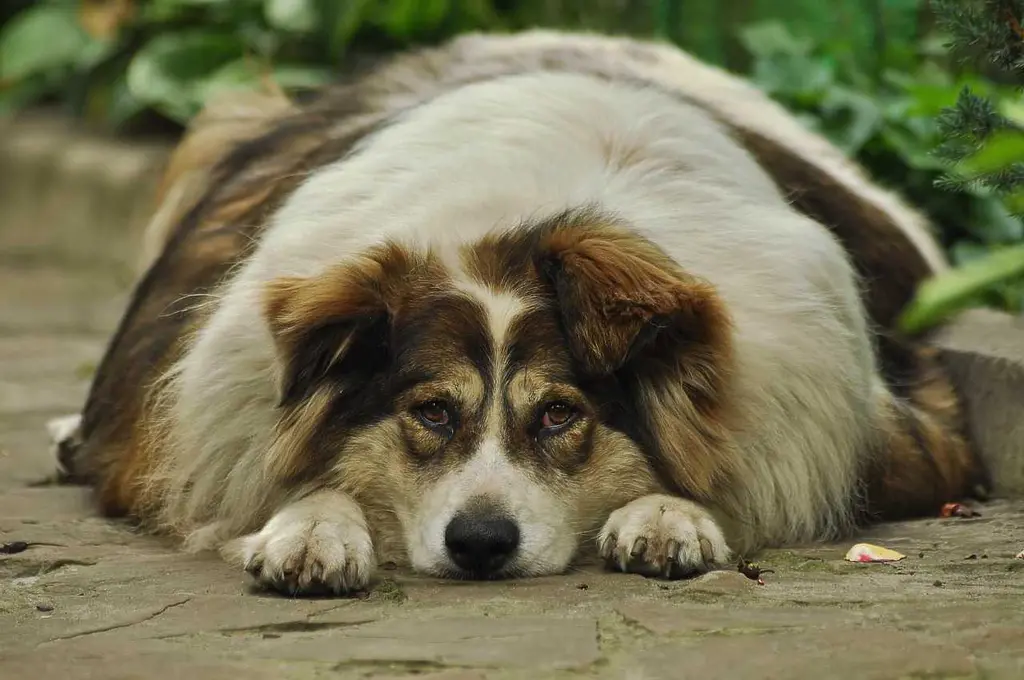 Signs of Vitamin Deficiency in Dogs: The Essential Guide to Canine Vitamins and Optimal Health in 2026 Dog Joint Health: 9 Proven Ways to Beat Dog Obesity in 2026