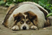 Dog's Joints Health: 6 Proven Ways to Beat Dog Obesity