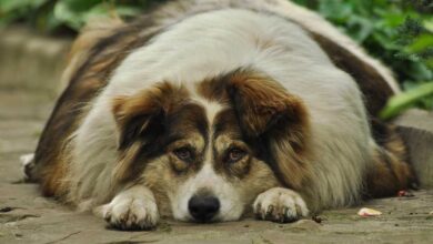 Dog's Joints Health: 6 Proven Ways to Beat Dog Obesity