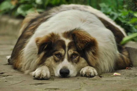 Dog Joint Health: 9 Proven Ways to Beat Dog Obesity in 2026