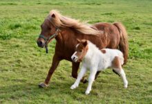 Pony Power: 10 Reasons Why Ponies Make Perfect Family Companions (US)